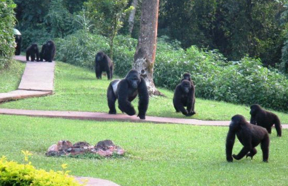 Bwindi Impenetrable National Park - Rainforest View from Gorilla Forest Camp
